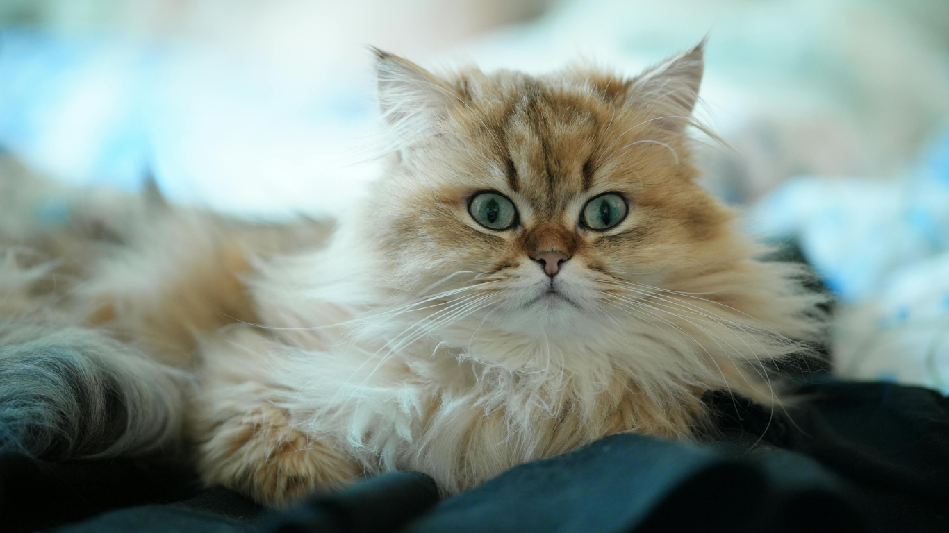 l'entropion chez le chat
