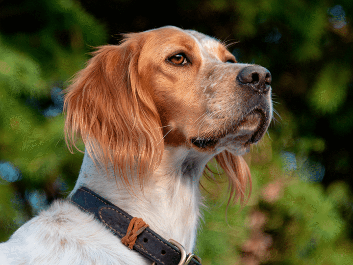 un chien épagneul breton