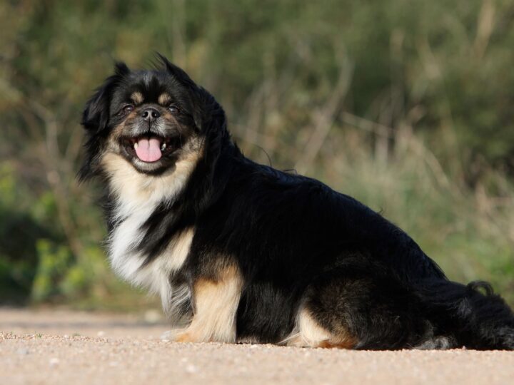 un chien épagneul du tibet