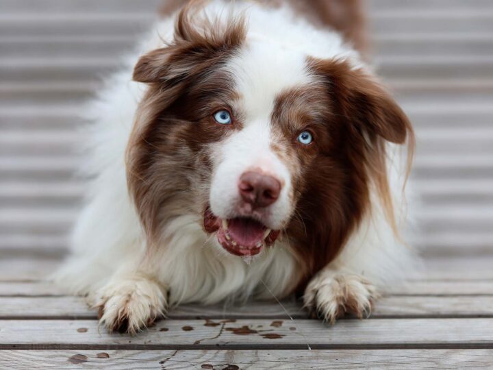 Chien qui fait une crise convulsive