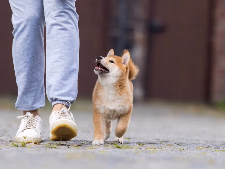 erreurs à éviter lors des premiers jours avec un chiot