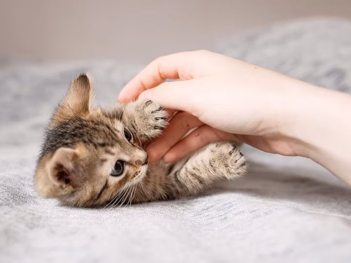 les erreurs à éviter avec un chaton les premiers jours