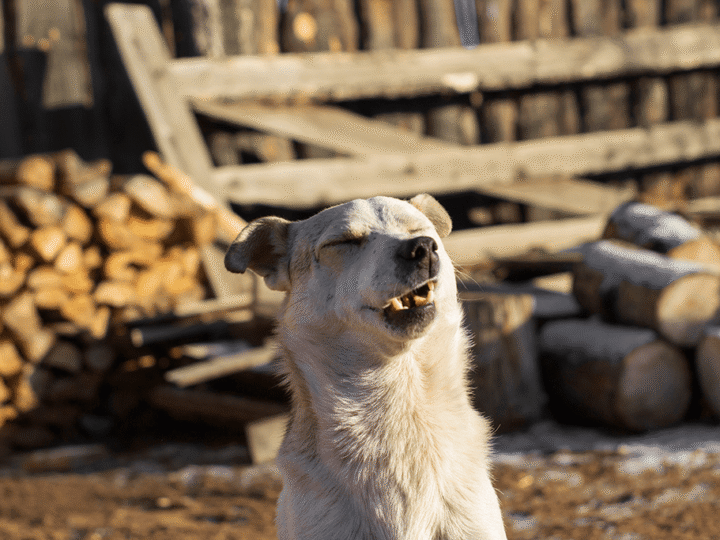les éternuements inversés chez le chien