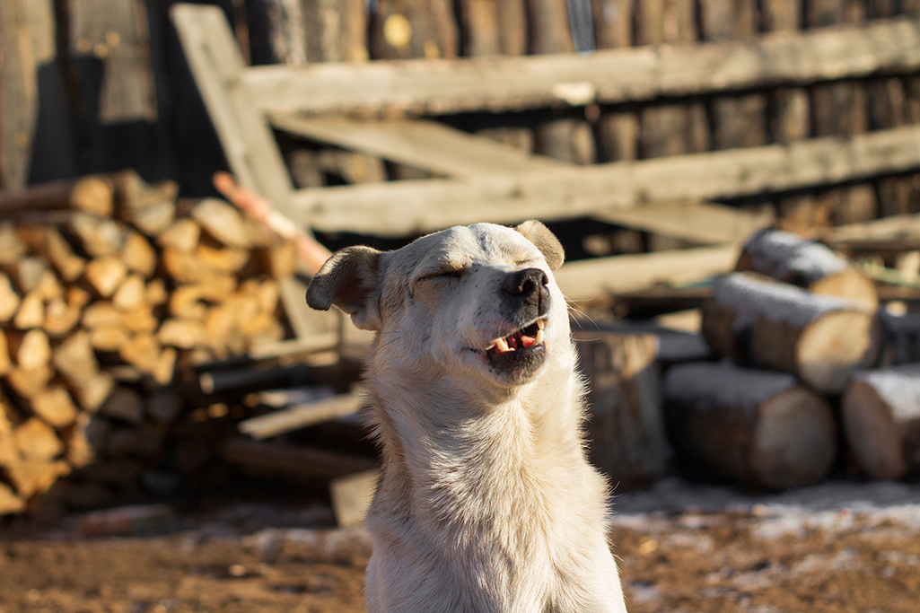 les éternuements inversés chez le chien