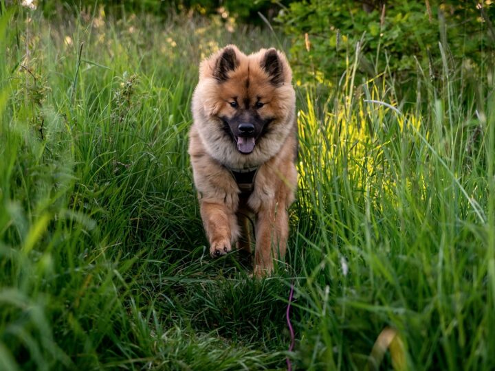 un chien eurasier