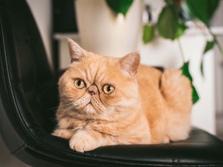 un chat exotic shorthair
