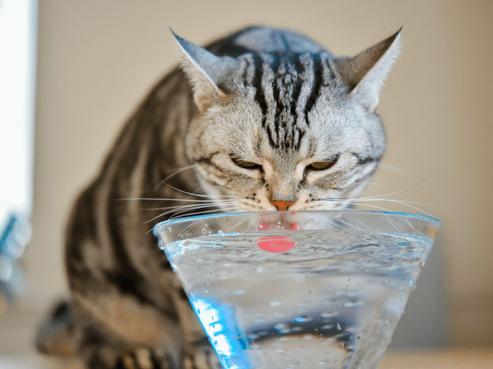 faire boire un chat