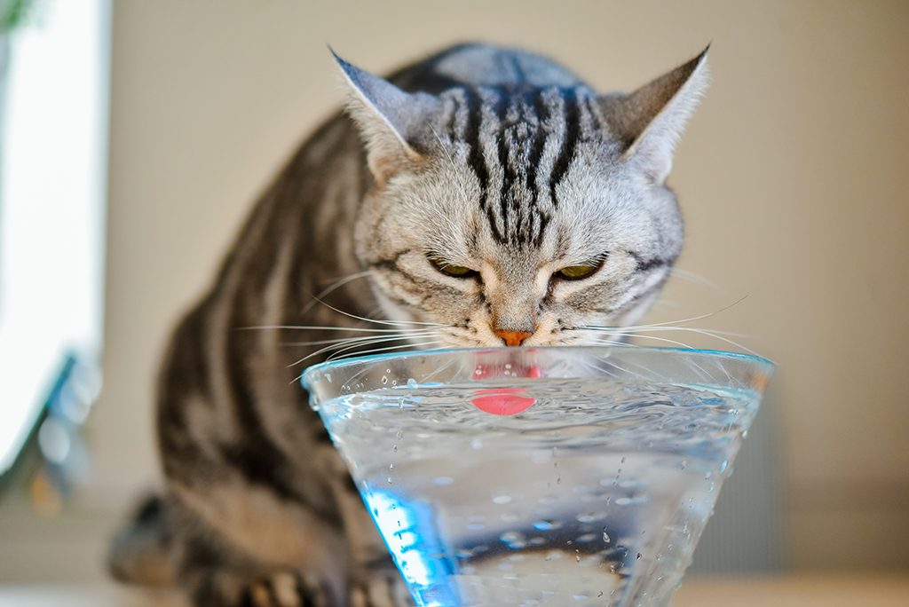 faire boire un chat