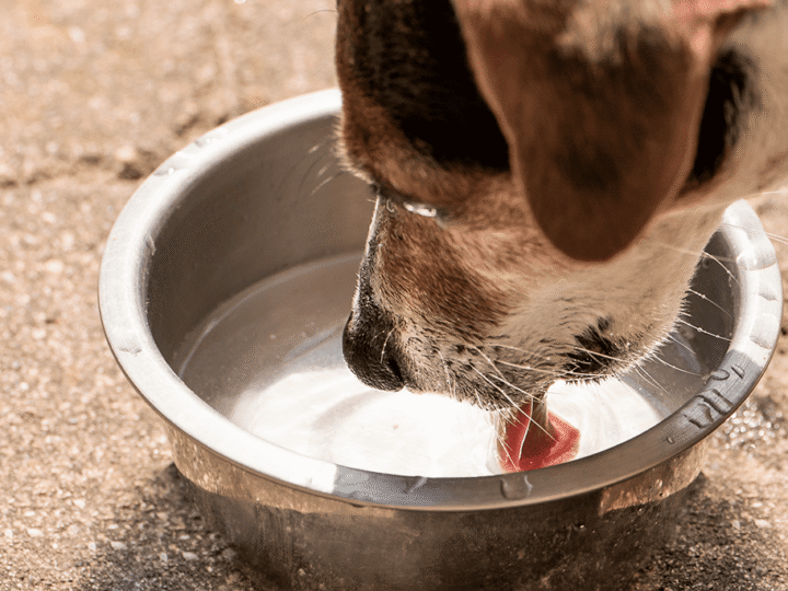 faire boire un chien