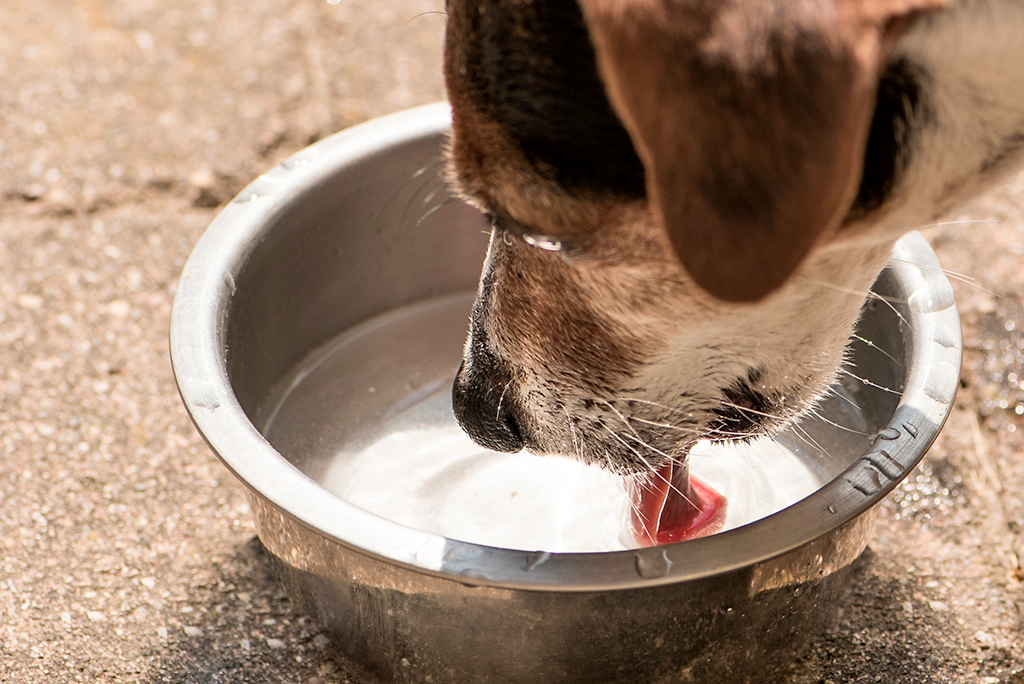 faire boire un chien