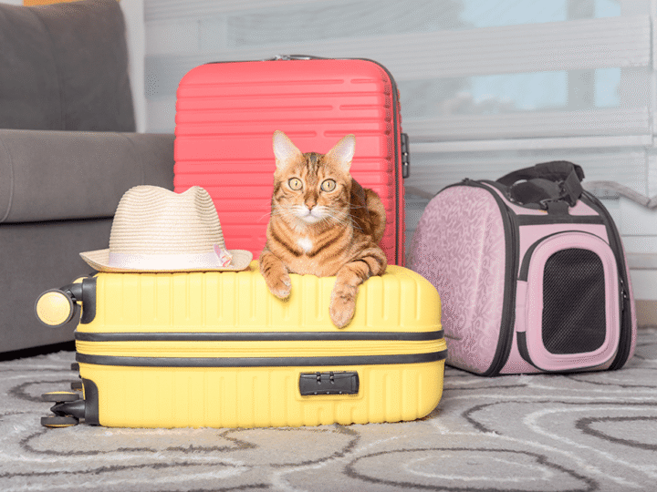 faire garder son chat pendant les vacances