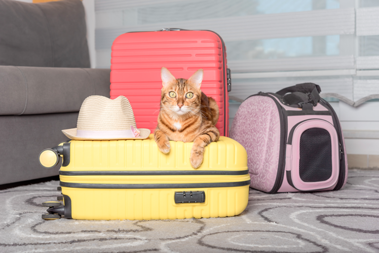 Comment faire garder son chat pendant les vacances ? - Assur O'Poil