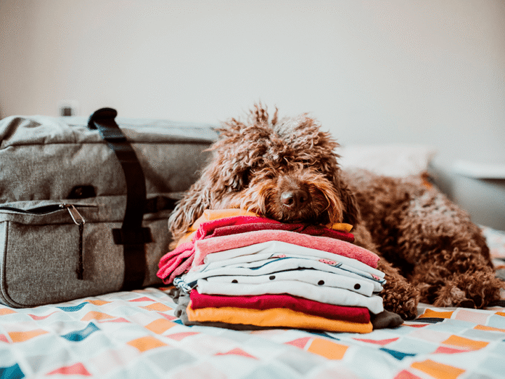 faire garder son chien pendant les vacances