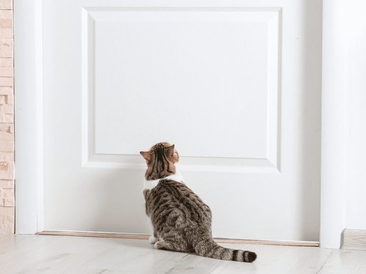 faire vivre un chat d'extérieur à l'intérieur