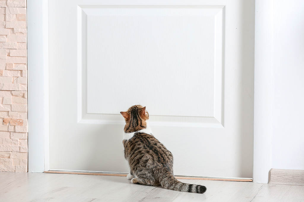 faire vivre un chat d'extérieur à l'intérieur