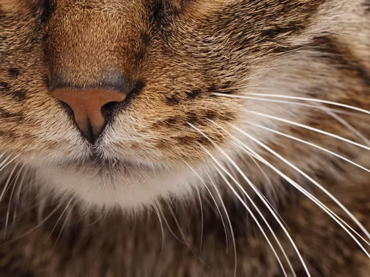 la fatigue des moustaches chez le chat