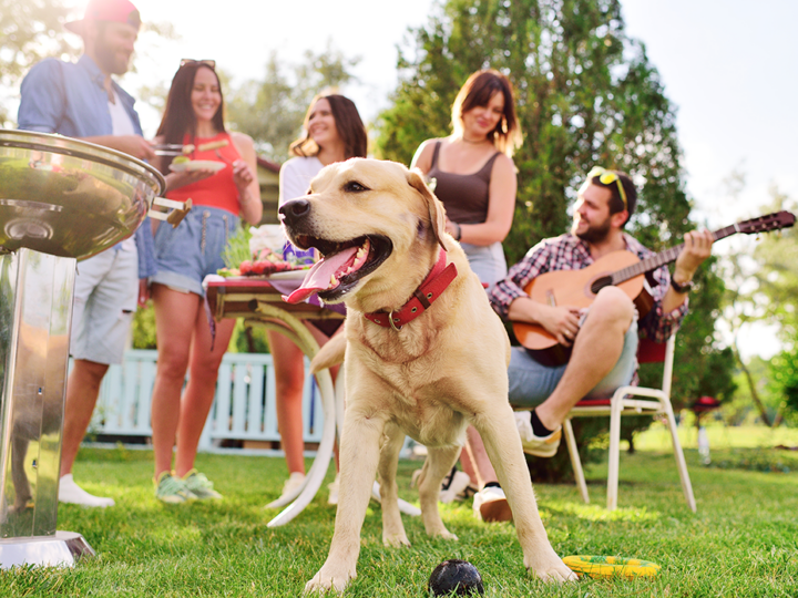 fête de la musique chien chat