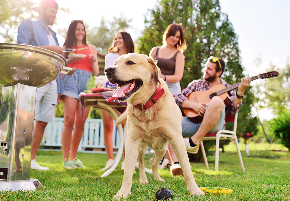 fête de la musique chien chat