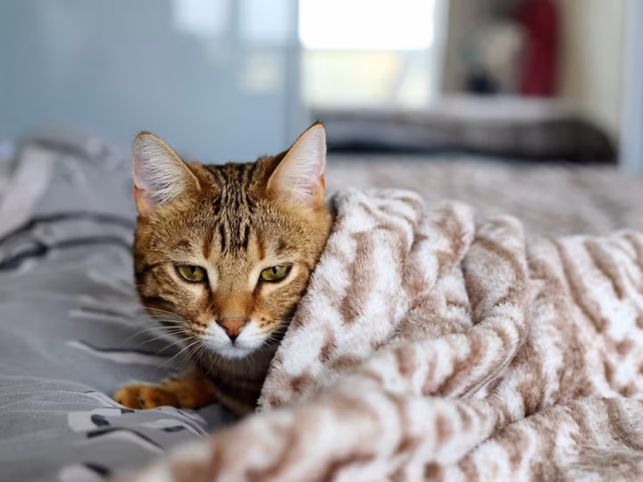 la fièvre chez le chat
