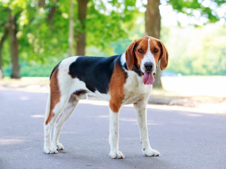 un chien foxhound