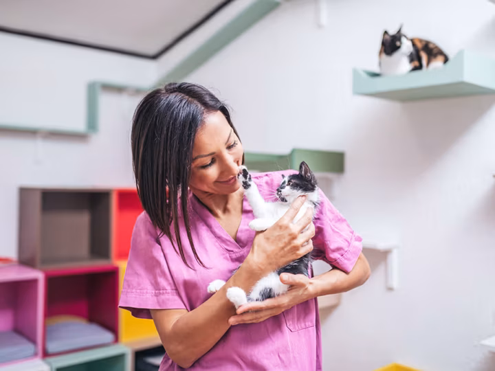 les frais de pension pour chat remboursés par l'assurance