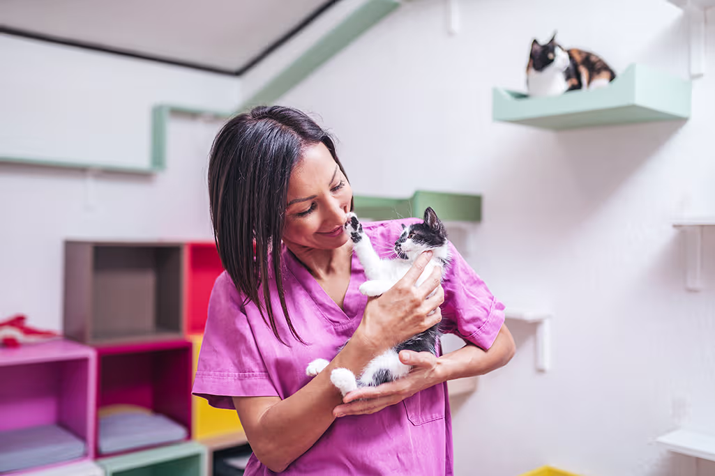 les frais de pension pour chat remboursés par l'assurance