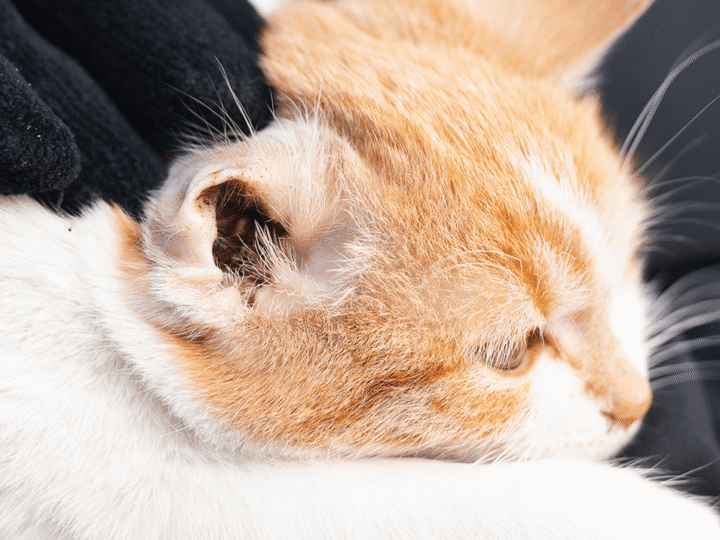 la gale des oreilles chez le chat
