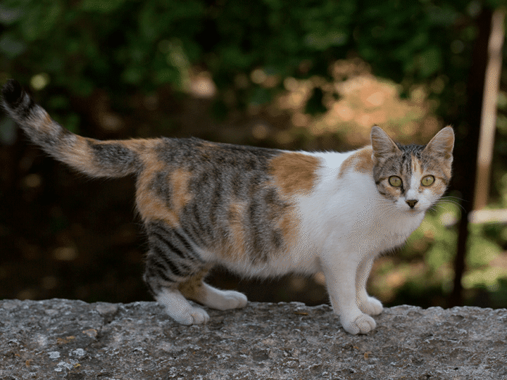 la gestation d'une chatte