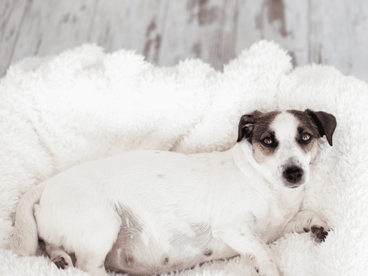 la gestation chez la chienne