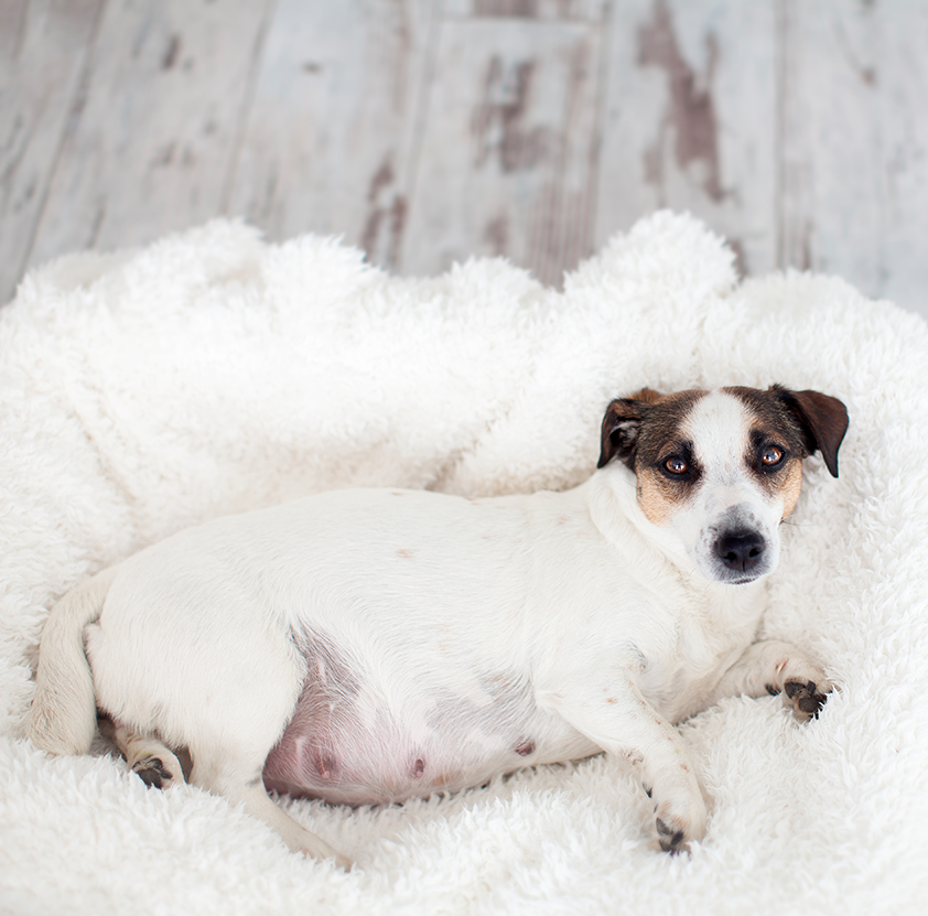 la gestation chez la chienne