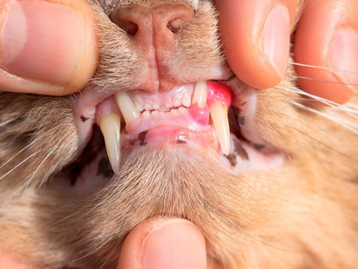 chat qui a une gingivite