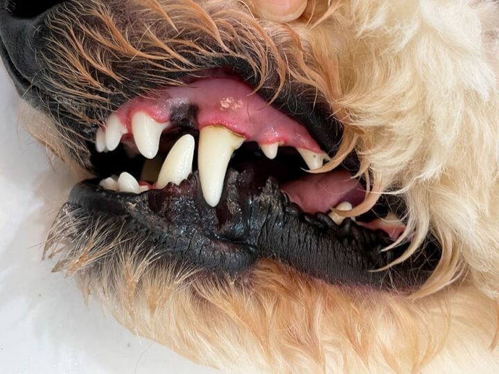 de la gingivite sur les gencives d'un chien
