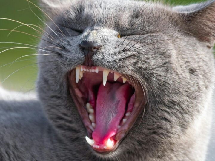 la gingivo-stomatite chronique chez le chat