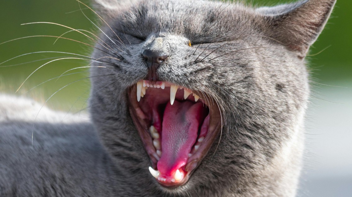 la gingivo-stomatite chronique chez le chat