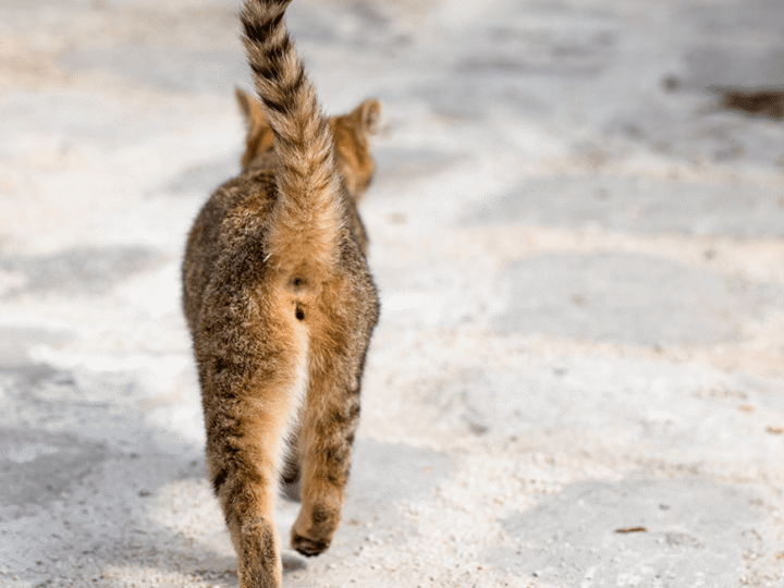 les glandes anales du chat