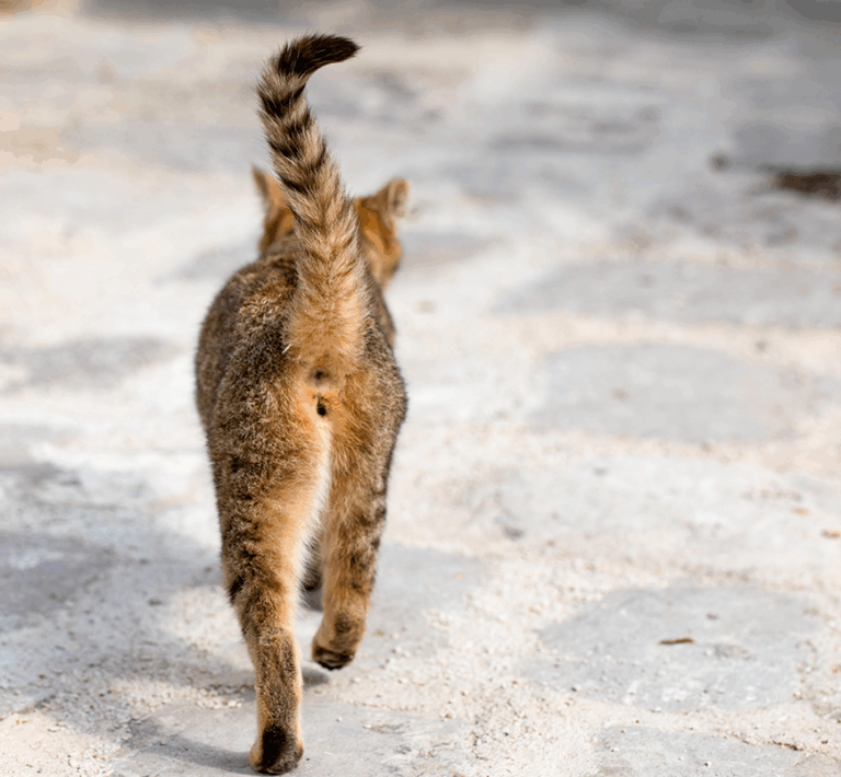 les glandes anales du chat