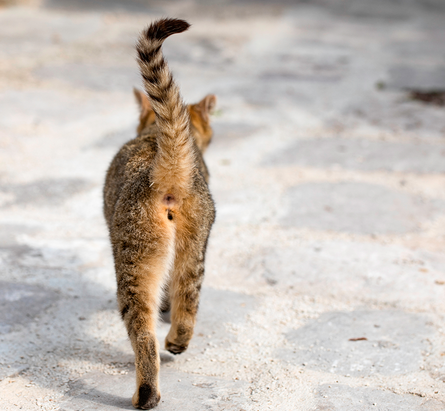 les glandes anales du chat