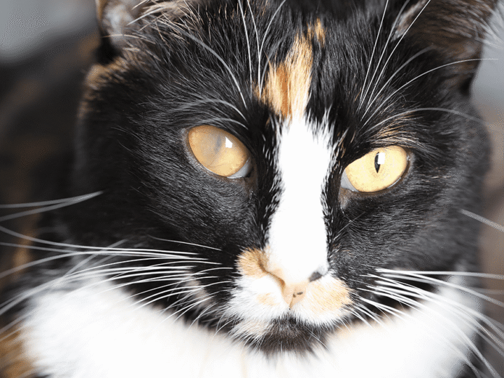 le glaucome chez le chat