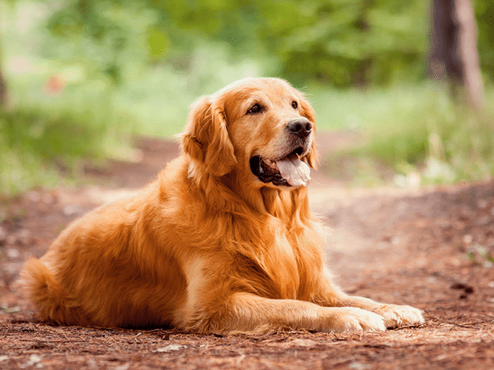 un chien golden retriever