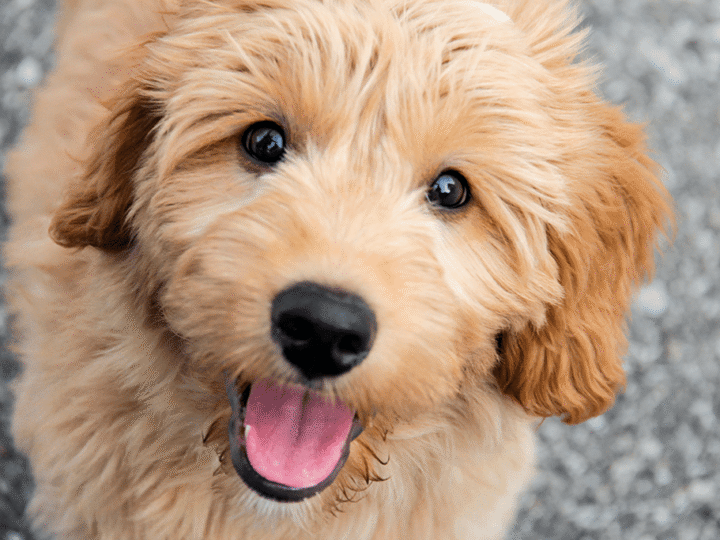chien goldendoodle