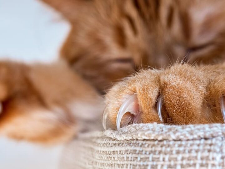une griffe incarnée chez le chat