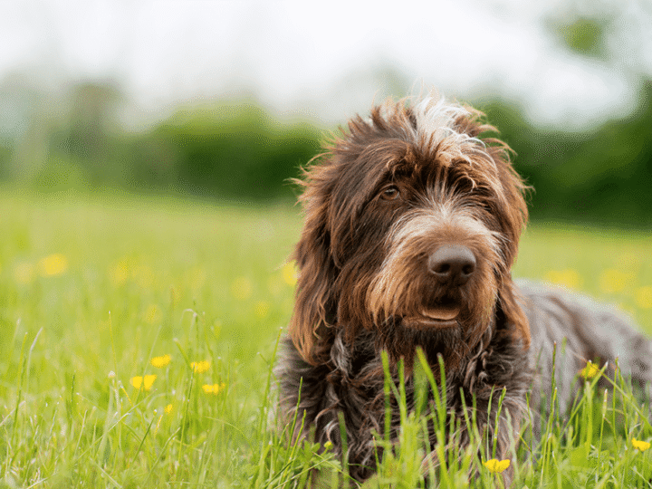 un chien griffon korthals