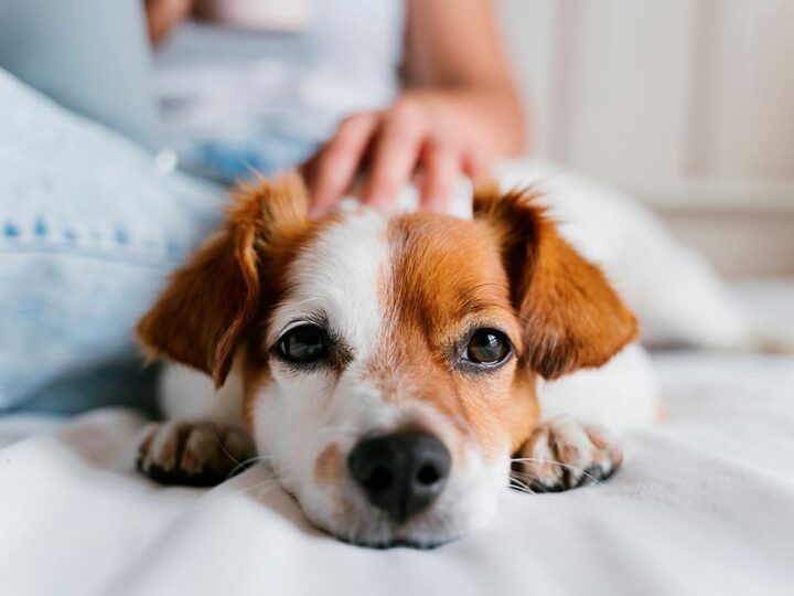 une grossesse nerveuse chez la chienne