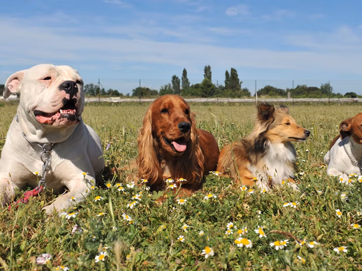 les groupes de chiens de la fci