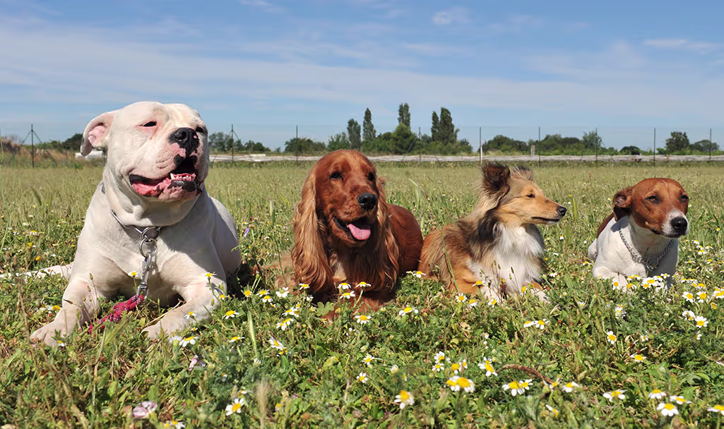 les groupes de chiens de la fci