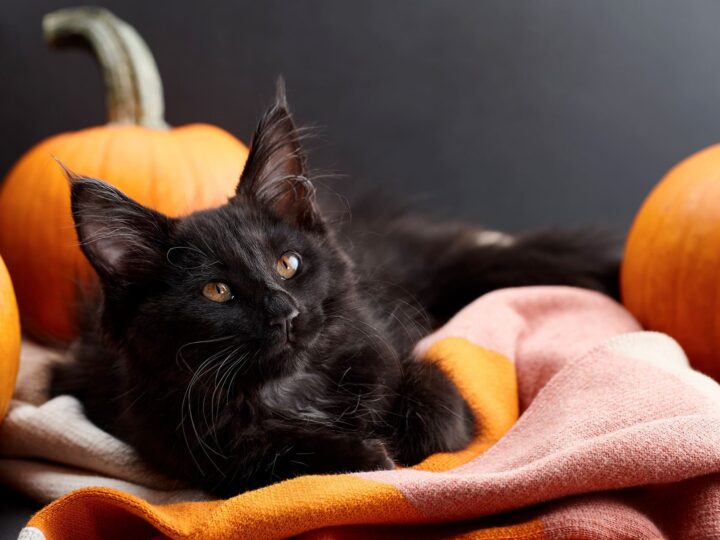 halloween chat noir