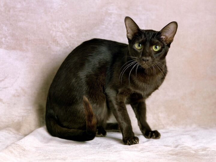 un chat havana brown