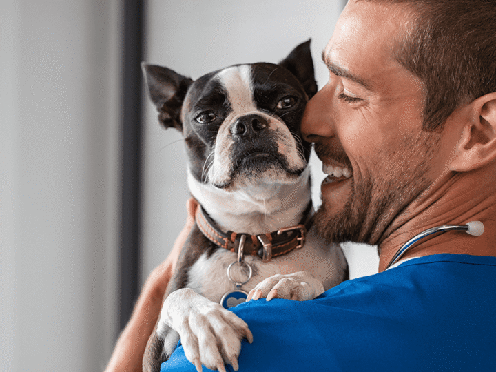 l'hépatite de rubarth chez le chien