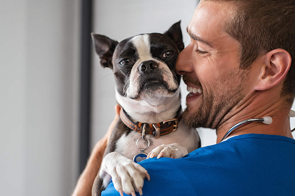 l'hépatite de rubarth chez le chien