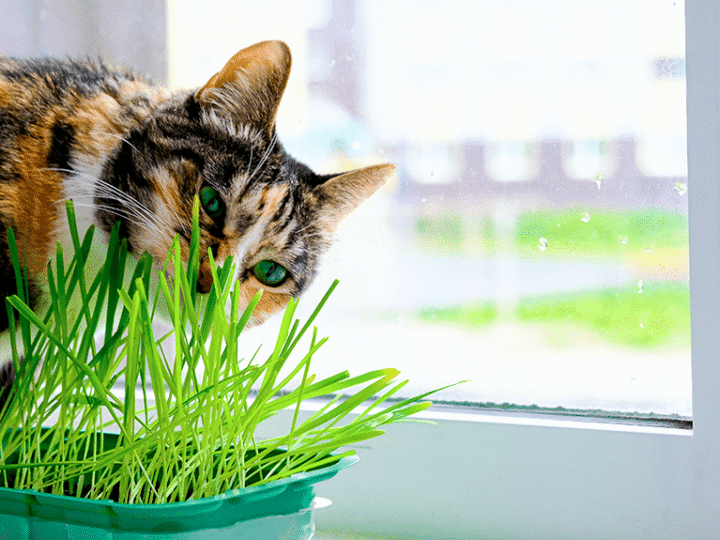 différence herbe à chat et herbe aux chats